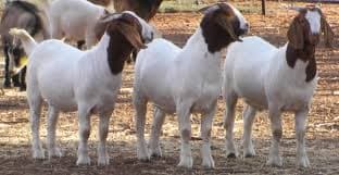 Boer Goats For Sale
